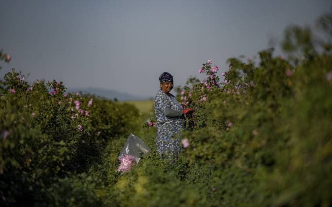 News Themen der Woche KW23 Rose picking season in Bulgaria KAZANLUK, BULGARIA - JUNE 04: A rose picker picks rose petals during sunrise near the town of Kazanluk some 230km from Sofia, Bulgaria, on June 4, 2025. Bulgaria is one of the main producers of rose oil, which requires unique climate conditions, in the world, along with Turkiye. Rose-picking is usually done in the early hours of the morning for achieving the highest concentration of the oil. Borislav Troshev Anadolu Kazanluk Bulgaria. Editorial use only. Please get in touch for any other usage.  Copyright: x2025xAnadoluxBorislavxTroshevx