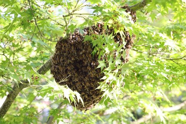 11.05.2025, Hoppegarten, Brandenburg, GER - Bienenschwarm haengt als Traube in einem Baum. (Apis, Apis mellifera, aussen, Aussenaufnahme, Baum, Bienenkunde, Bienenschwarm, Bienenstaat, Bienentraube, Bienenverhalten, Bienenvolk, Biologie, biologisch, Blaetter, Brandenburg, deutsch, Deutschland, Europa, europaeisch, Fauna, Flora, Fluginsekten, Fruehjahr, Fruehling, geschwaermt, haengen, haengend, Honigbienen, Hoppegarten, Insekten, Jahreszeit, Laubbaum, Natur, niemand, QF, Querformat, Schwarm, Schwarmtraube, Schwarmtrieb, Tiere, Traube, Verhalten, Verhaltensweise, Vermehrung, Volksteilung, Westeuropa, Wirtschaft) 250511D508HOPPEGARTEN.JPG *** 11 05 2025, Hoppegarten, Brandenburg, GER Swarm of bees hanging as a cluster in a tree Apis, Apis me