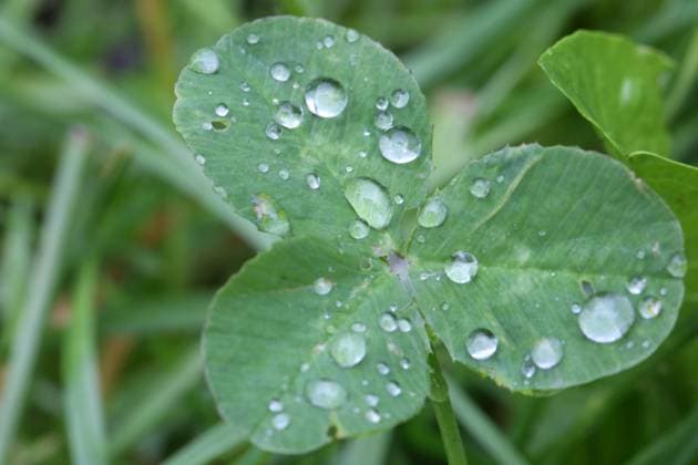 Rainy Morning In Toronto, Canada Raindrops rest on the leaves of a clover plant following the first thunderstorm of the season in Toronto, Ontario, Canada, on June 5, 2025 Toronto Ontario Canada  Copyright: xCreativexTouchxImagingxLtdx originalFilename: friedman-rainymor250605_npkSN.jpg