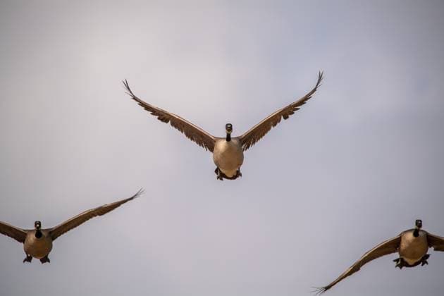 Creative Highlights World Wildlife In Ohio Canada geese are seen in flight during the morning hours near the Great Miami River in North Bend, Ohio, on June 6, 2025. North Bend Ohio United States  Copyright: xJasonxWhitmanx originalFilename: whitman-wildlife250606_npCqy.jpg