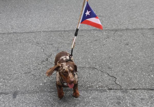 News Themen der Woche KW23 2025 puerto rican day parade in new york. (new) 2025 puerto rican day parade in new york. June 8, 2025, new york, usa:the national puerto rican day parade in new york city in 2025 was held on sunday (8.) the parade route followed fifth avenue from 44th street to 79th street, and the start time was around 11:00 . The theme was plantando bandera. the 2025 parade honored several individuals, including luis guzman, who served as the king of the parade, and icons like olga tanon, gina rodriguez, elvis crespo, and amanda serrano. Iconic salsa singer tito nieves was the grand marshal of the parade the previous year. and there was tight security provided by nypd with lots of people lining up 5th avenue; cheering and dancing along to music from  Copyright: xNiyixFotex