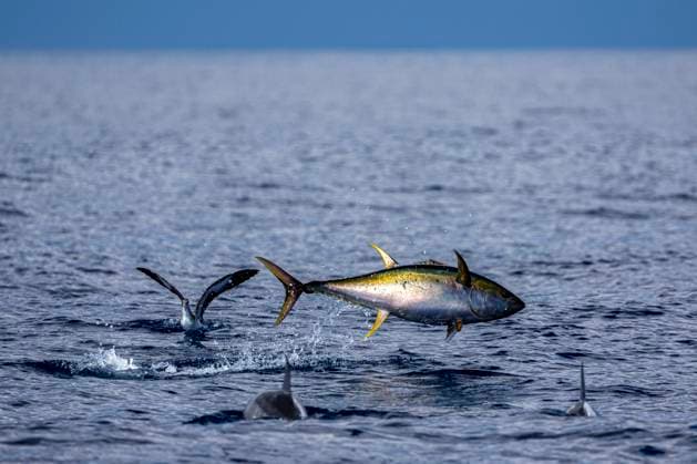 A powerful yellowfin tuna leaps from the surface Ojochal, Provincia de Puntarenas, Costa Rica CR_JFZH250607-1725888-01