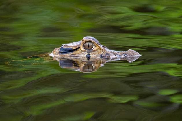 Creative Highlights World A Black Caiman, Melanosuchus niger, swimming in a lagoon in Yasuni National Park, Ecuador. Yasuni National Park Napo Wildlife Center Orellana Province Ecuador Copyright: xJonxG.xFullerx xVWPicsx 1550-JGF-reptiles-Black-Caiman-EC