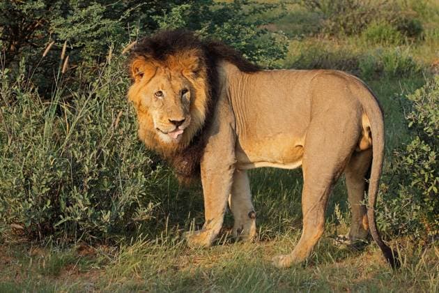 Creative Highlights World Männlicher afrikanischer Löwe in seinem natürlichen Lebensraum - Südafrika A big male African lion (Panthera leo) standing in natural habitat, South Africa (License=RF) Copyright: xZoonar.com NicoxSmitx 23445867