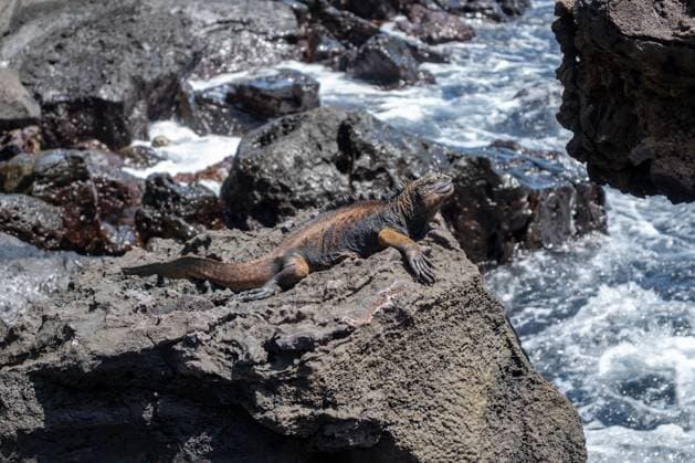 Creative Highlights World Meeresleguan, der sich auf einem Felsen am Meer ausruht, Galapagos A marine iguana enjoys the sunny day by resting on the rocks at San Cristobal Island s coastline, Galapagos, Ecuador (License=RF) Copyright: xZoonar.com LaurentxDavoustx 23460009