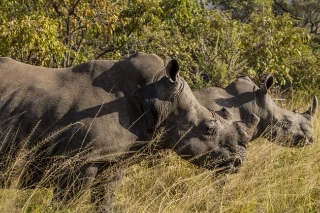 News Bilder des Tages Endangered White Rhinos moved to Rwanda s Akagera Park to Escape Poaching Threat KIGALI, RWANDA – JUNE 10: A dehorned white rhinoceros is seen resting in the grass at Akagera National Park after being relocated from South Africa by Rwanda Development Board (RDB) teams to protect the species from extinction due to poaching, on June 10, 2025. Cyrile Ndegeya Anadolu Kigali Rwanda. Editorial use only. Please get in touch for any other usage.  Copyright: x2025xAnadoluxCyrilexNdegeyax