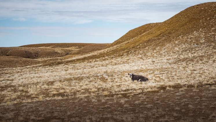Creative Highlights World Resting cow on grassy hillside in Cisco, Utah s open range land Cisco, Utah, United States R_GNAF250515-1691968-01