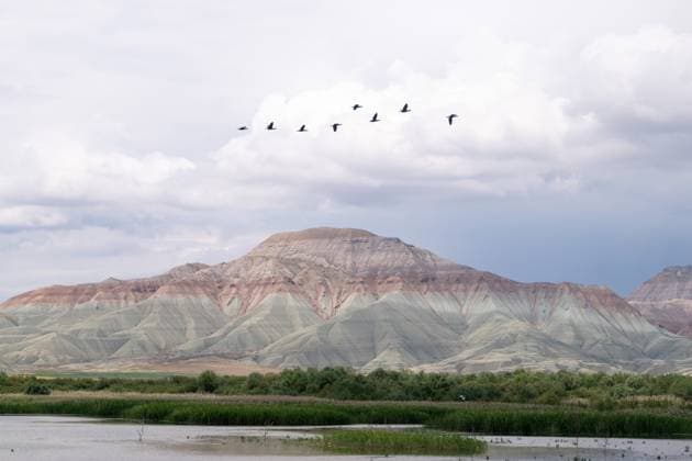 Creative Highlights World Natural life of Turkish capital Ankara ANKARA, TURKIYE - MAY 31: Great cormorants (Phalacrocorax carbo) are seen at Nallihan Bird Sanctuary, located in Nallihan district, where Aladag Stream meets Sariyar Dam, in Ankara, Turkiye on May 31, 2025. Nallihan Bird Sanctuary is home to many bird species and they spend the summer season here. Ismail Aslandag Anadolu Ankara Turkey. Editorial use only. Please get in touch for any other usage.  Copyright: x2025xAnadoluxIsmailxAslandagx