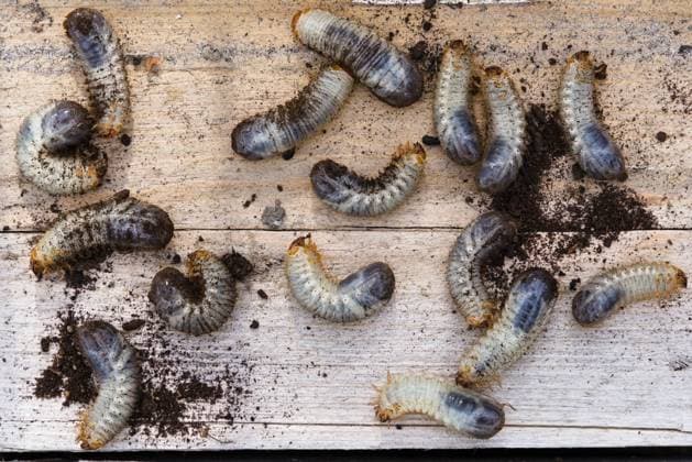 Schädling Engerling - Raupe von Maikäfer Engerling als Raupe - Schädling Käferlarve von Mailkäfer und Junikäfer (License=RF) Copyright: xZoonar.com AlfredxHoferx 23416382