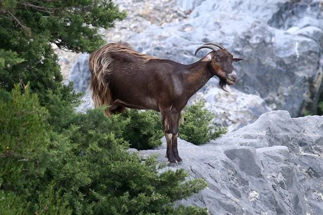 11.06.2025 , xsvx, Reise Urlaub, Griechenland Kreta emwir, v.l. Symbolbild frei lebende wilde Ziegen Bergziegen in der Kotsifou Schlucht Amselschlucht kretische Wildziege *** 11 06 2025 , xsvx, travel vacation, greece crete emwir, v l symbol picture free living wild goats mountain goats in the Kotsifou gorge blackbird gorge cretan wild goat
