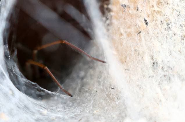 Creative Highlights World Spinne 11.06.2025, Ostramondra, Trichterspinne (Agelenidae) lauert in ihrem Bau auf Beute, nur die Beine sind zu sehen *** Spider 11 06 2025, Ostramondra, funnel-web spider Agelenidae lurking in its burrow for prey, only the legs are visible