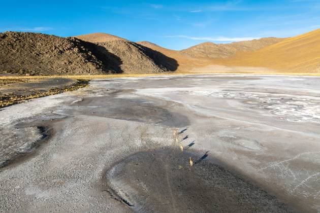 Creative Highlights World A group of guanacos roam the expansive salt flats of the Andean Highlands in La Puna, Argentina. The landscape is serene and vast, under a bright blue sky Model Released JuanLopez_ID28720_848527_004 Copyright: xJuanxLopezx RECORD DATE NOT STATED