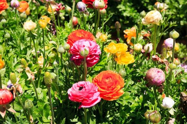 Leuchtend gelbe, rosa und orangefarbene Garten-Hahnenfuß-Ranunkeln. Ein Frühlingstag. Kibbuz in Israel an der Grenze zum Gaza-Streifen. Bright yellow, pink and orange garden buttercups-ranunkulus. Spring day. Kibbutz in Israel on the border with the Gaza Strip. (License=RF) Copyright: xZoonar.com kavramx 23511193