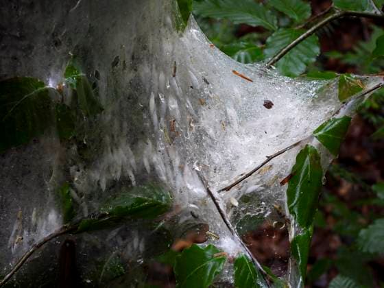 Eichenprozessionsspinner sind im Oejendorfer Park in Hamburg gesichtet worden Nester an Buchen koennen hochallergische Reaktionen ausloesen Hamburg. Eichenprozessionsspinner an Buchen und Eichen ansiedeln. Dieses Nest im Öjendorfer Park ist vom Regen in eine klebrige Masse verwandelt worden, aber die darin lebenden Raupen sind weiter am Leben und aktiv Hamburg Deutschland *** Oak processionary moths have been spotted in Oejendorfer Park in Hamburg Nests on beech trees can cause highly allergic reactions Hamburg Oak processionary moths settle on beech and oak trees This nest in Oejendorfer Park has been turned into a sticky mass by the rain, but the caterpillars living in it are still alive and active Hamburg Germany