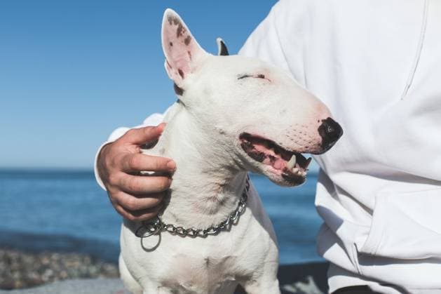 Creative Highlights Symbolfotos Glücklicher weißer Stier terrier genießen einen sonnigen Tag am Meer mit seinem Besitzer, Nahaufnahme von lächelnden Hund im entspannten Moment, Konzept der Freundschaft Glücklicher weißer Stier terrier genießen einen sonnigen Tag am Meer mit seinem Besitzer, Nahaufnahme von lächelnden Hund im entspannten Moment, Konzept der Freundschaft (License=RF) ,model released, Symbolfoto Copyright: xZoonar.com EvgeniiaxGordeevax 23513686 ,model released, Symbolfoto ,property released