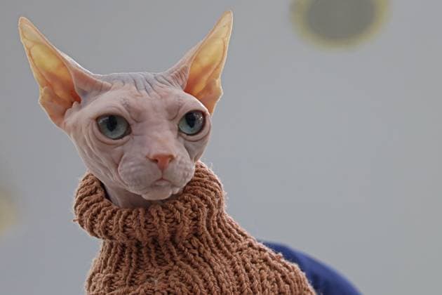Bilder des Jahres 2025, Entertainment 06 Juni Entertainment Themen der Woche KW24 Entertainment Bilder des Tages June 15, 2025, Banda Aceh, Aceh, Indonesia: A sphinx cat wearing a knit dress during the Purrfect Hug pet exhibition. According to the organizers, this event aims to educate about the welfare and health of animals as well as humans and also part of a series commemorating International Cat Hug Day. Banda Aceh Indonesia - ZUMAs340 20250615_zip_s340_006 Copyright: xKhairuxSyukrillahx
