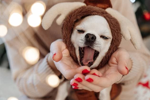 Beige Chihuahua in a reindeer costume near a Christmas tree Milan, Lombardy, Italy R_NEPM250511-1309335-01
