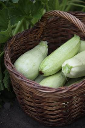 A few zucchini in a basket side view. Saint Petersburg, Saint Petersburg, Russia R_JLUFVV250611-1766657-01