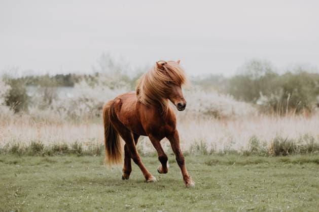 Islandic horse running free on gras field with flowers Ronnede, Denmark R_CHBW250611-1767305-01