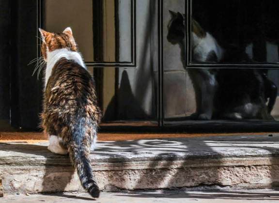 Entertainment Themen der Woche KW25 Entertainment Bilder des Tages . 17 06 2025. London, United Kingdom. Ministers Attend Cabinet Meeting. Chief Mouser to the Treasury, Larry the Cat, returns to the safety of No10 following a near miss with Deputy PM Angela Rayner™s Range Rover following cabinet meeting, Downing Street  xMartynxWheatleyx xi-Imagesx IIM-26026-0066