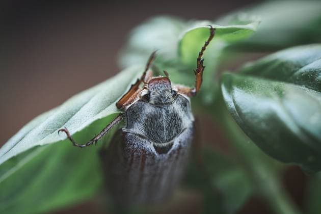 Detailreiche Nahaufnahme eines Maikäfers auf einem grünen Blatt. Grauer Körper, rote Beine, scharfe Strukturen - ideal für Natur- und Insektenfotografie! *** Rich in detail Close-up one Maikäfers at a Greens Sheet grey Body, red Legs, sharp Structures Ideal for Nature and Insect photography 1132203037