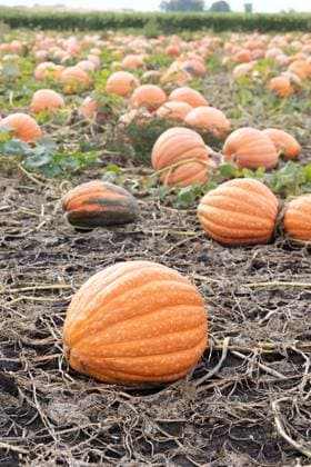 Large orange pumpkin in foreground of a crowded pumpkin patch Farmington, Minnesota, United States R_DMBV250616A-1763860-01