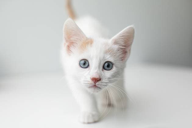 Blue-eyed white kitten walking on white background with copy space Saint Paul, Minnesota, United States R_DMBV250616C-1763894-01