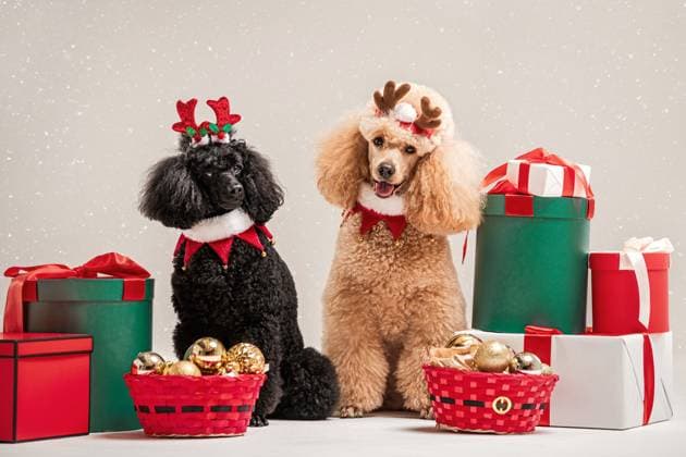cute poodles dressed in Christmas costumes with reindeer antlers Saint Petersburg, Saint Petersburg, Russia R_YFCG250616D-1769013-01