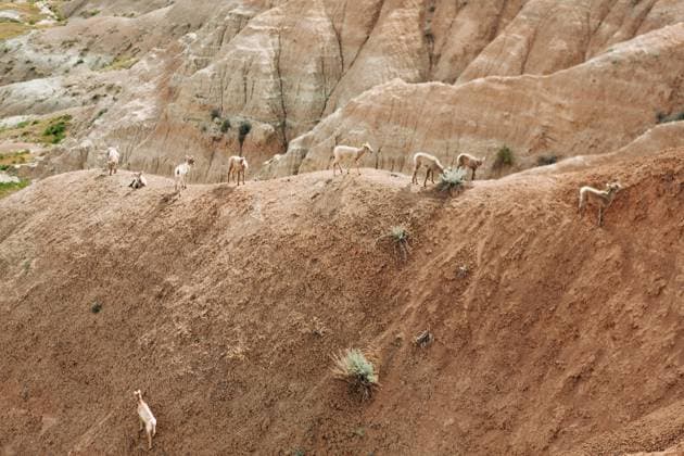 Creative Highlights World Bighorn sheep and lambs grazing on ridge near Sagecreek Rim Road Wall, South Dakota, United States R_XPQF2506172A-1719938-01