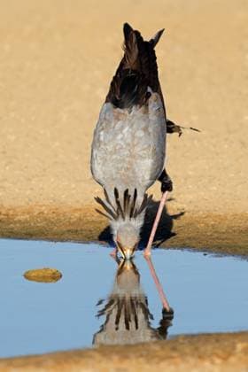 Creative Highlights World Sekretärin Vogel trinkt Wasser - Kalahari-Wüste A secretary bird (Sagittarius serpentarius) drinking water, Kalahari desert, South Africa (License=RF) Copyright: xZoonar.com NicoxSmitx 23486239