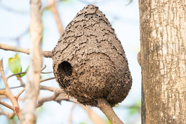 Creative Highlights World Nest der Asiatischen Gelbschenkelhornisse in einem Baum, Vespa velutina, räuberische Wespe in Indien Nest der Asiatischen Gelbschenkelhornisse in einem Baum, Vespa velutina, räuberische Wespe in Indien (License=RF) Copyright: xZoonar.com BeritxKesslerx 23604031