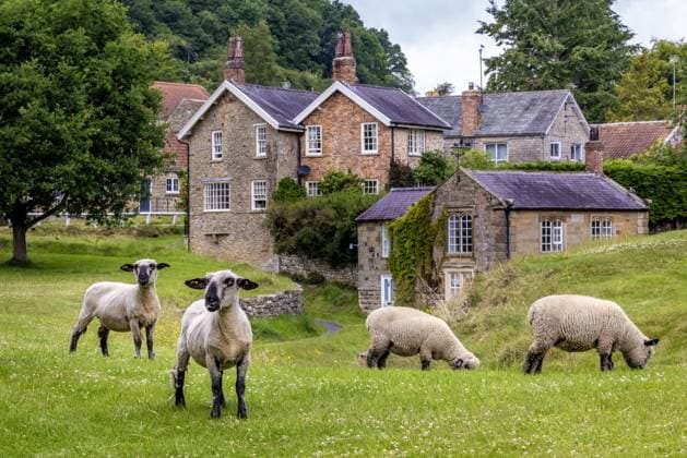 Sheep on York moors. Sheep graze on the village green in Hutton-le-Hole in the north york moors. 18.06.2025  Copyright: xJamesxGlossopx NINTCHDBPICT001003818664