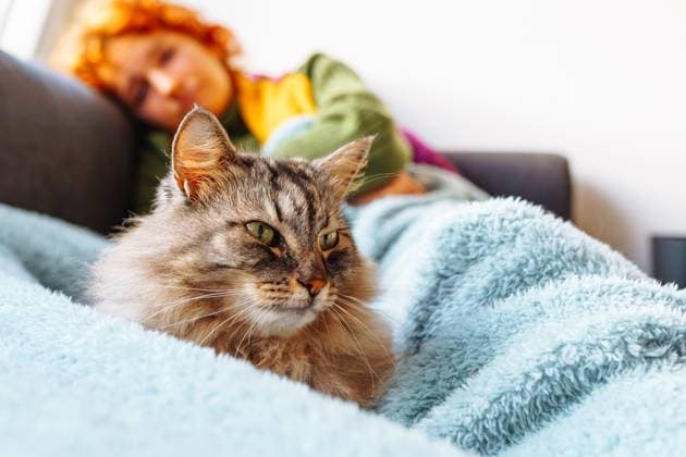 Porträt graue flauschige Katze liegend mit junger Frau auf Sofa portrait gray fluffy cat lying on blanket, in background young woman lies on sofa covered with blanket, sick, resting, sleeping, using smartphone (License=RF) ,model released, Symbolfoto Copyright: xZoonar.com LarysaxStefaniukx 23633399 ,model released, Symbolfoto ,property released