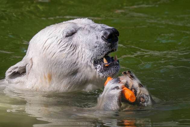 Entertainment Themen der Woche KW25 Entertainment Bilder des Tages Ein Eisbär (Ursus maritimus) ifrisst eine Möhre im Wasser m Tierpark Berlin-Friedrichsfelde. *** A polar bear Ursus maritimus eating a carrot in the water at Tierpark Berlin Friedrichsfelde