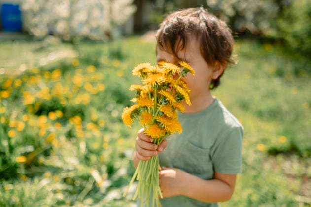 Creative Highlights Symbolbilder Boy enjoying a sunny day outdoors with a bouquet of dandelions model released, Symbolfoto, ANAF04723