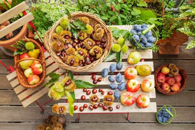 IMAGO Creative, Jahreszeit Sommer, Food, Pflaume Colorful autumn harvest of sweet chestnuts, apples, plums, and pears on a garden table, GWF08310