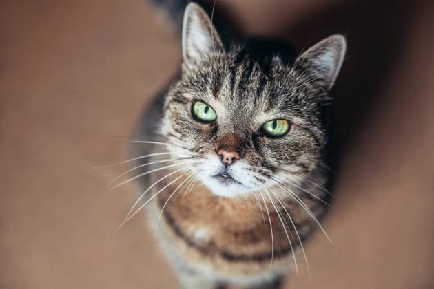 Lustige Porträt arrogant kurzhaarigen inländischen Tabby-Katze zu Hause entspannen. Kleines Kätzchen liebenswertes Mitglied der Familie spielen indoor. Haustierpflege Gesundheit und Tier Konzept. Lustige Porträt arrogant kurzhaarigen inländischen Tabby-Katze zu Hause entspannen. Kleines Kätzchen liebenswertes Mitglied der Familie spielen indoor. Haustierpflege Gesundheit und Tier Konzept. (License=RF) Copyright: xZoonar.com IuliiaxZavalishinax 23648566