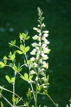 Baptisia leucantha, Indigolupine, Wild indigo Baptisia leucantha, Indigolupine, Wild indigo (License=RF) Copyright: xZoonar.com PeterxHimmelhuberx 23687028