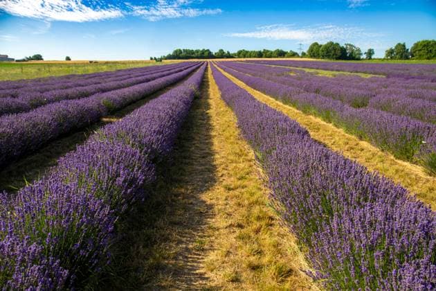 News Themen der Woche KW27 News Bilder des Tages Lavendelfeld bei Grünstadt (Pfalz)***Das Weingut Gaul kultiviert Lavendel und vermarktet die daraus entstehenden Produkte unter dem Label BLAUSINN *** Lavender field near Grünstadt Pfalz The Gaul winery cultivates lavender and markets the resulting products under the label BLAUSINN Copyright: xUdoxHerrmannx