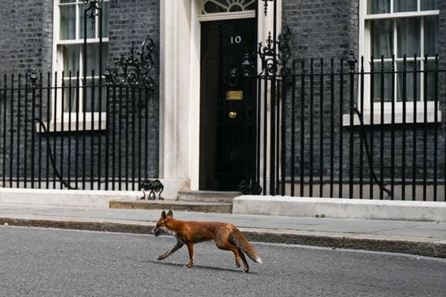 Entertainment Themen der Woche KW27 Fox roams around Downing Street LONDON, UNITED KINGDOM - JULY 01: A fox is seen around at 10 Downing Street in London, United Kingdom on July 01, 2025. Rasid Necati Aslim Anadolu London United Kingdom. Editorial use only. Please get in touch for any other usage.  Copyright: x2025xAnadoluxRasidxNecatixAslimx