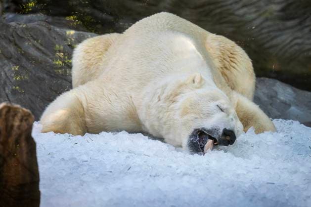 Bilder des Jahres 2025, Entertainment 07 Juli Entertainment Themen der Woche KW27 Ice cubes chill polar bears (Ursus maritimus) at the Prague Zoo, Czech Republic, on July 1, 2025. (CTKxPhoto MichaelaxRihova) CTKPhotoP2025070102835  CTKPhotoP2025070102835