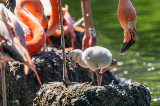 Entertainment Themen der Woche KW27 Flamingo-Nachwuchs im Tierpark Berlin-Friedrichsfelde. *** Flamingo offspring at Tierpark Berlin Friedrichsfelde