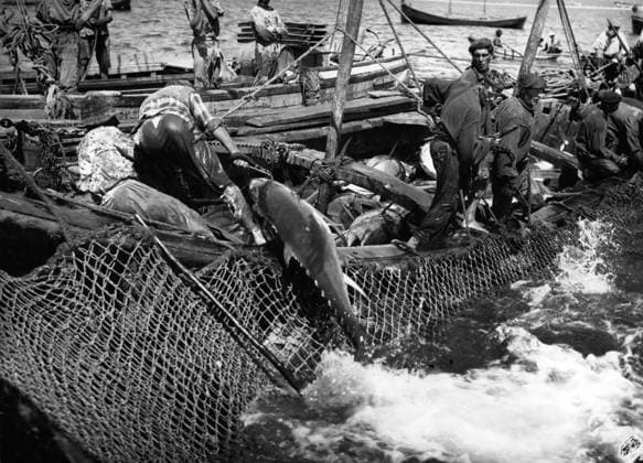 Portugal Spanien 1945 - Der Thunfischfang - Algarve, Portugal *** Portugal Spain 1945 the Tuna fishing Algarve, Portugal  Copyright: xUnitedxArchivesx xkpaxKeystonex 19600116_baf_k09_045
