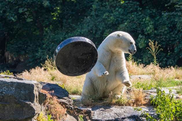 Entertainment Themen der Woche KW27 Ein mit einer großen schwarzen Scheibe spielender Eisbär(Ursus maritimus) im Tierpark Berlin-Friedrichsfelde. *** A polar bear Ursus maritimus playing with a large black disk at Tierpark Berlin Friedrichsfelde