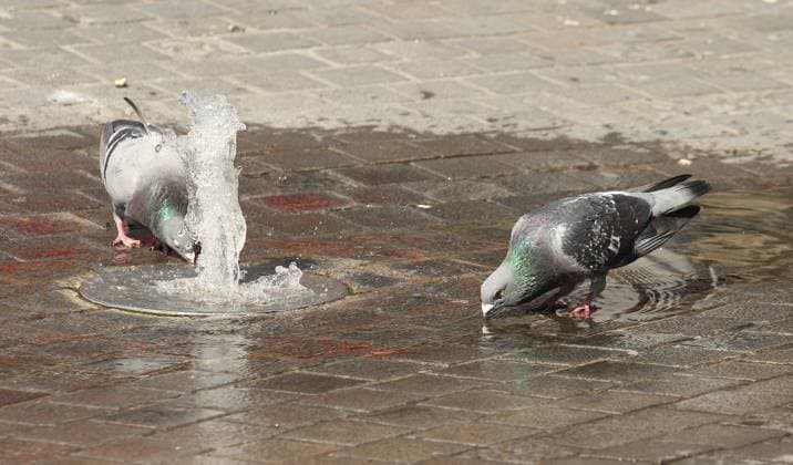 RECORD DATE NOT STATED Zwei Tauben trinken während des Hochs Bettina mit Temperaturen nahe der 40 Grad Schutz Wasser am Springbrunnen auf dem Breslauer Platz vor dem Hauptbahnhof Köln. Köln Nordrhein-Westfalen