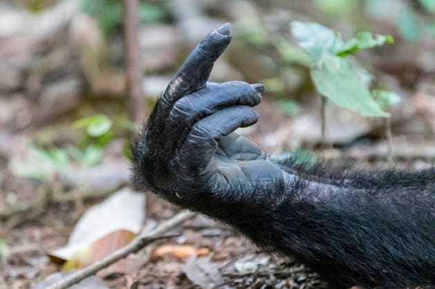 Africa, Uganda, Kibale Forest National Park. Chimpanzee in forest. Hands, fingers.  Copyright: xEmilyxMxWilsonx x AF48 EWI0059