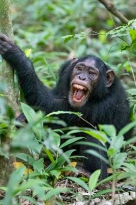 Africa, Uganda, Kibale Forest National Park. Chimpanzee in forest. Vocalizing.  Copyright: xEmilyxMxWilsonx x AF48 EWI0065