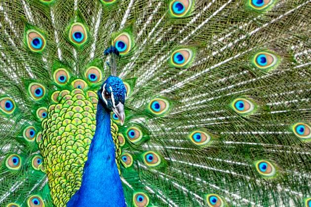 A stunning male peacock showcasing its magnificent tail feathers, adorned with vibrant blue and green hues and distinctive eye patterns. Known as Pavo cristatus, this bird is an epitome of grace Model Released KomusoColorsandia_ID29130_889649_001 Copyright: xKomusoxColorsandiax RECORD DATE NOT STATED