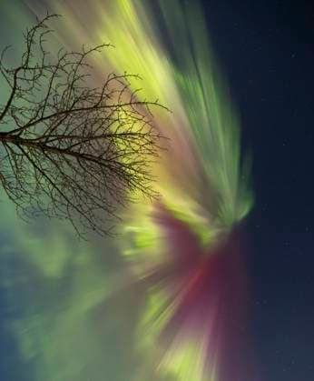 From below a stunning display of multicolored auroras swirls above a stark, leafless tree, captured against a night starry sky in Iceland, highlighting the raw beauty of this natural phenomena. Model Released PacoFarero_ID29210_933768_019 Copyright: xPacoxFarerox