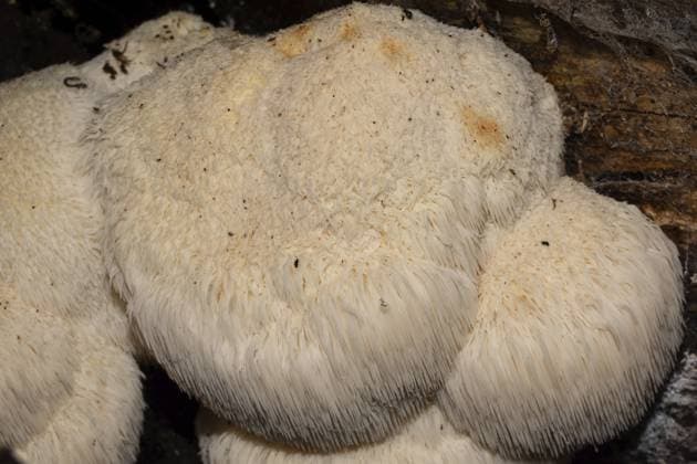 Igelstachelbart (Hericium erinaceus) Hedgehog goatee (Hericium erinaceus) Copyright: imageBROKER SunbirdxImages iblmup13600430.jpg